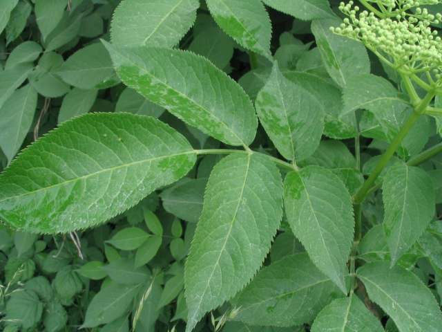 آقطی سیاه Sambucus nigra Elderberry Caprifoliaceae 2